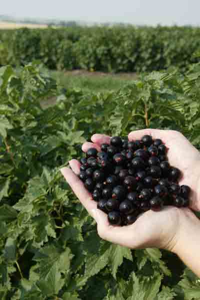 Black Currant Balsamic Vinegar 375ml image 0