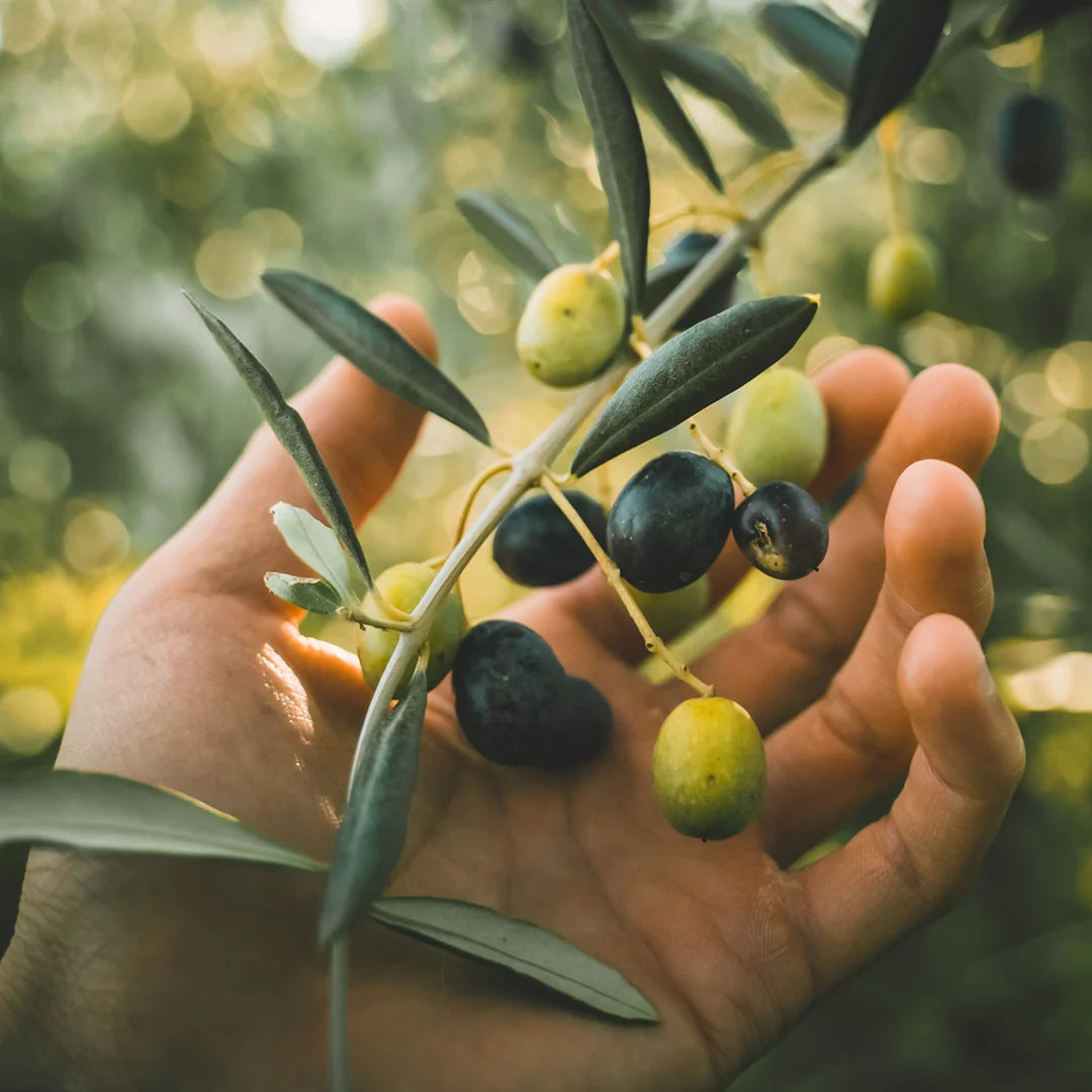CA ARBEQUINA EVOO