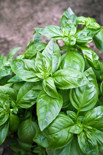 Basil Olive Oil 375ml image 0