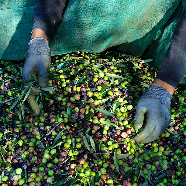 CA Arbequina Olive Oil 375ml image 0